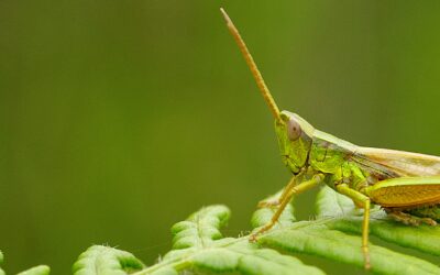 Contribuer à l’atlas des orthoptères de Bretagne